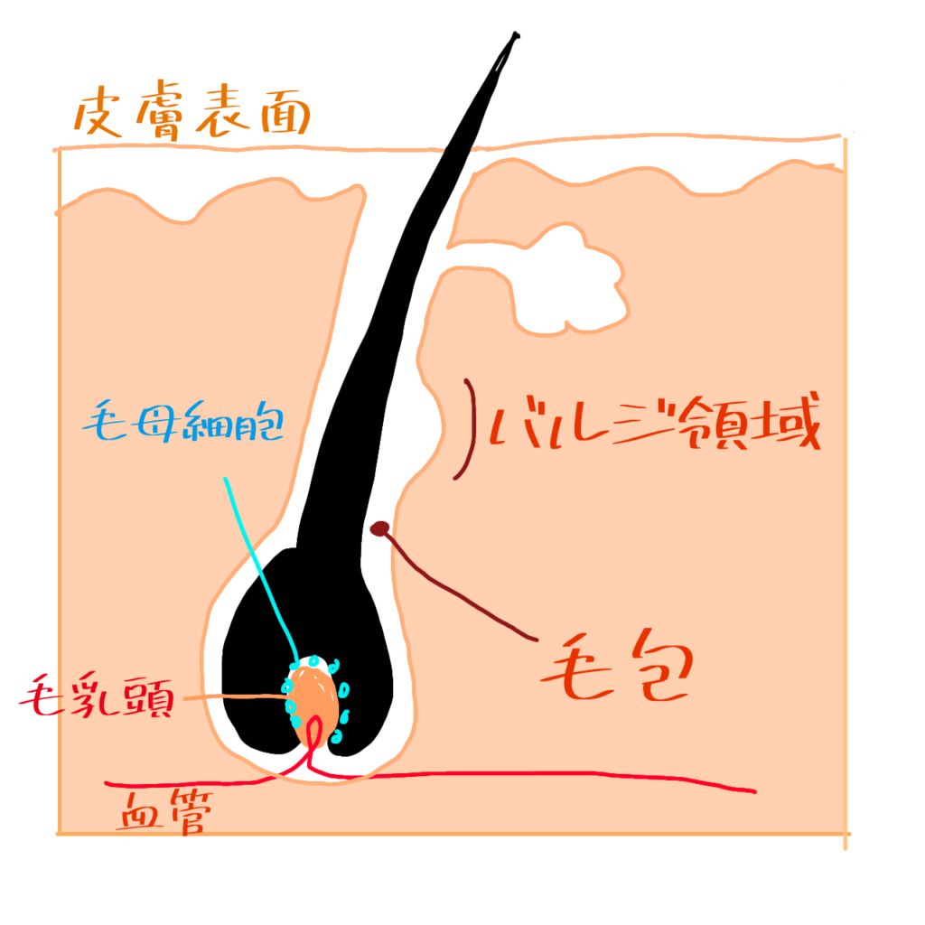 毛周期